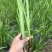 河北白洋淀雄安水生植物直销：盆栽荷花，盆栽睡莲，芦苇，大