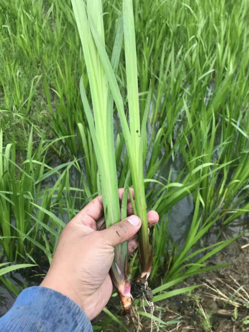 河北白洋淀雄安水生植物直销：盆栽荷花，盆栽睡莲，芦苇，大