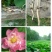 河北白洋淀雄安水生植物直销：盆栽荷花，盆栽睡莲，芦苇，大