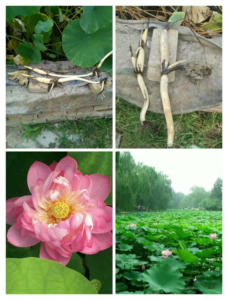 河北白洋淀雄安水生植物直销：盆栽荷花，盆栽睡莲，芦苇，大
