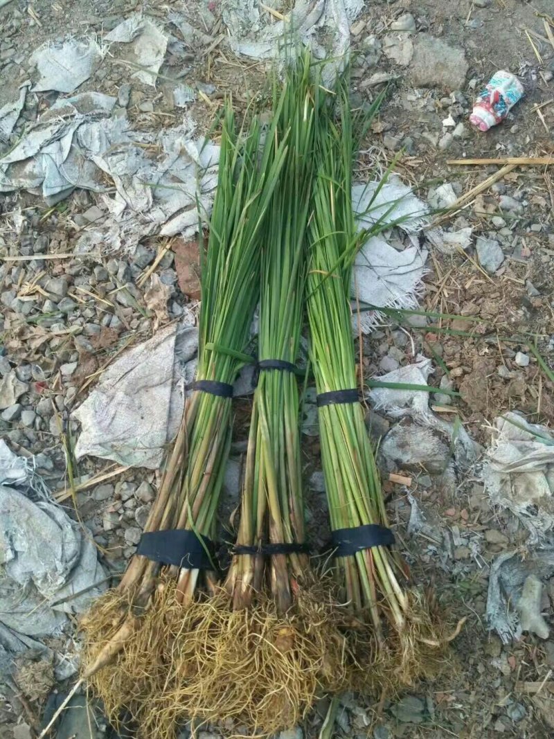 河北白洋淀雄安水生植物直销：盆栽荷花，盆栽睡莲，芦苇，大