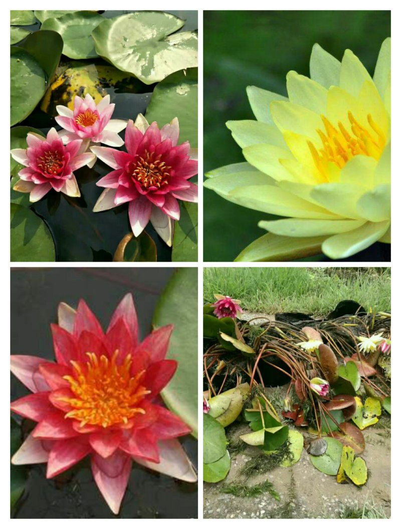 河北白洋淀雄安水生植物直销：盆栽荷花，盆栽睡莲，芦苇，大