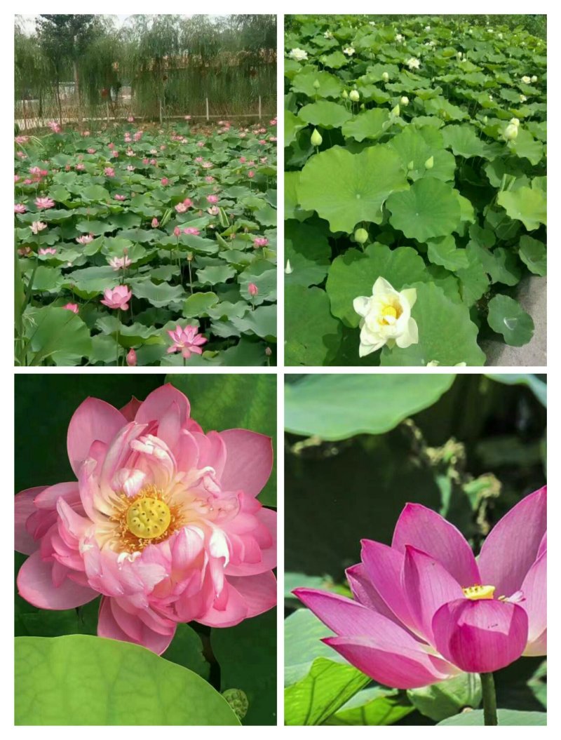 河北白洋淀雄安水生植物直销：盆栽荷花，盆栽睡莲，芦苇，大
