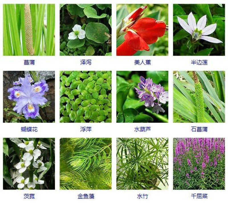 河北白洋淀雄安水生植物直销：盆栽荷花，盆栽睡莲，芦苇，大