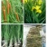 河北白洋淀雄安水生植物直销：盆栽荷花，盆栽睡莲，芦苇，大