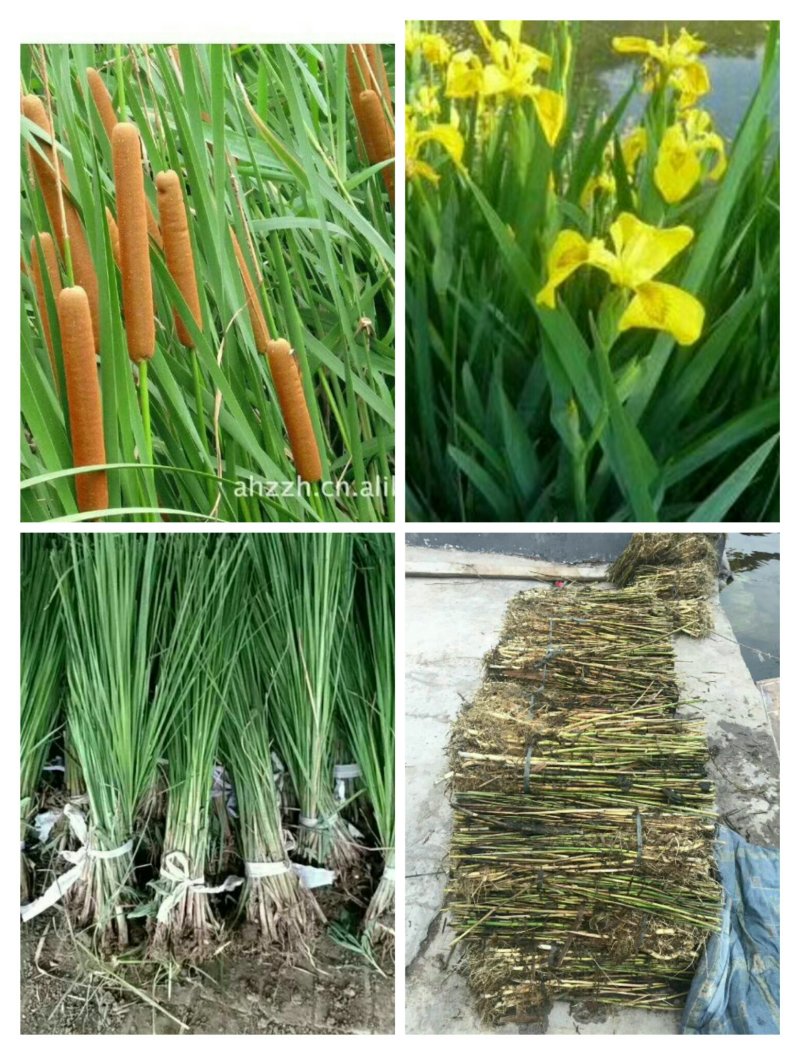 河北白洋淀雄安水生植物直销：盆栽荷花，盆栽睡莲，芦苇，大