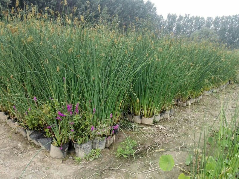 河北白洋淀雄安水生植物直销：盆栽荷花，盆栽睡莲，芦苇，大