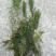 河北白洋淀雄安水生植物直销：盆栽荷花，盆栽睡莲，芦苇，大