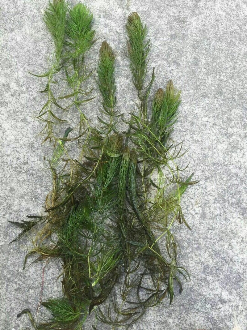 河北白洋淀雄安水生植物直销：盆栽荷花，盆栽睡莲，芦苇，大