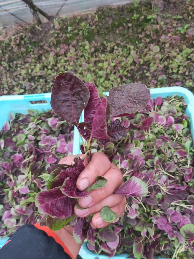 割头红苋菜头开始上市了