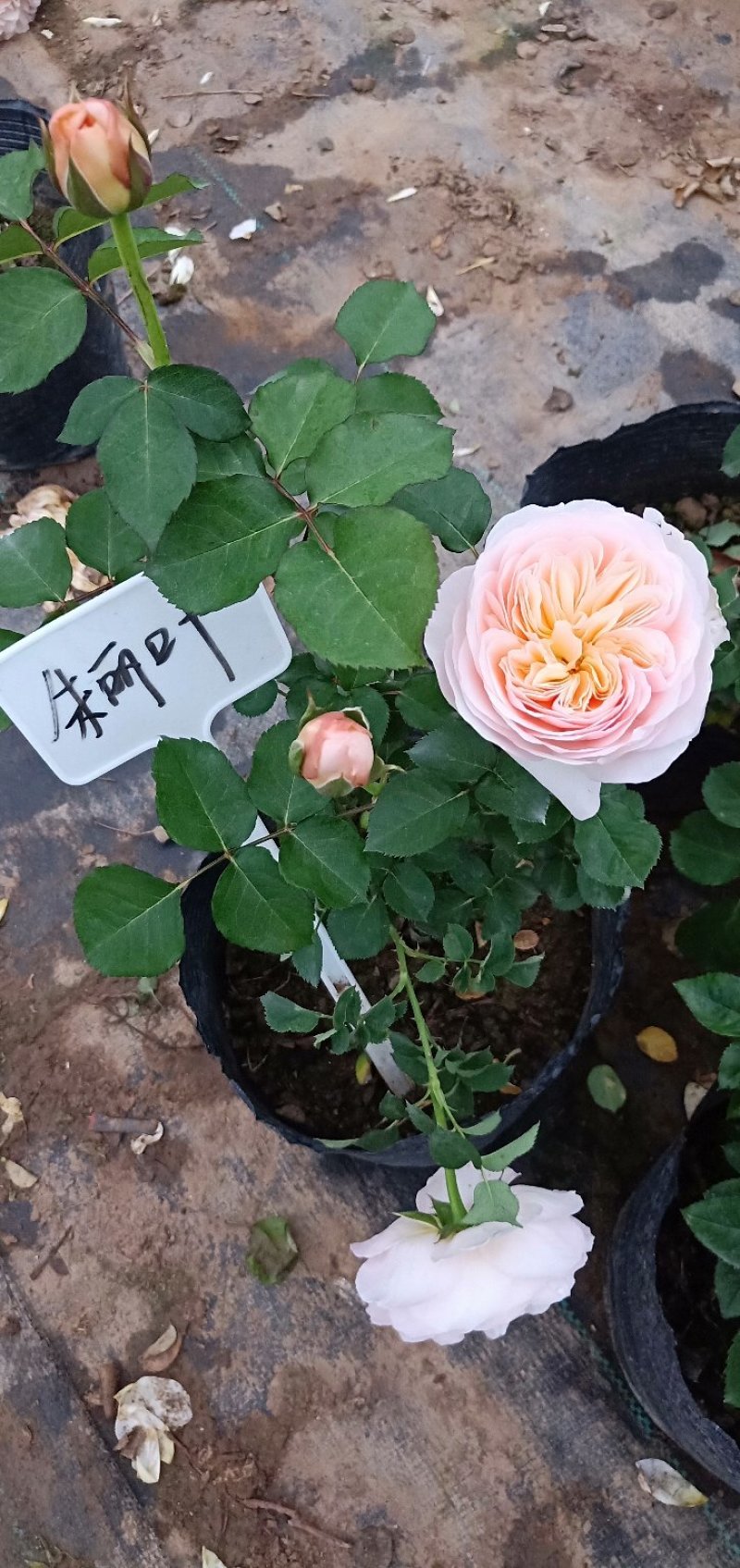 江苏沭阳精品月季国月欧月品种齐全自家苗圃庭院园林绿化