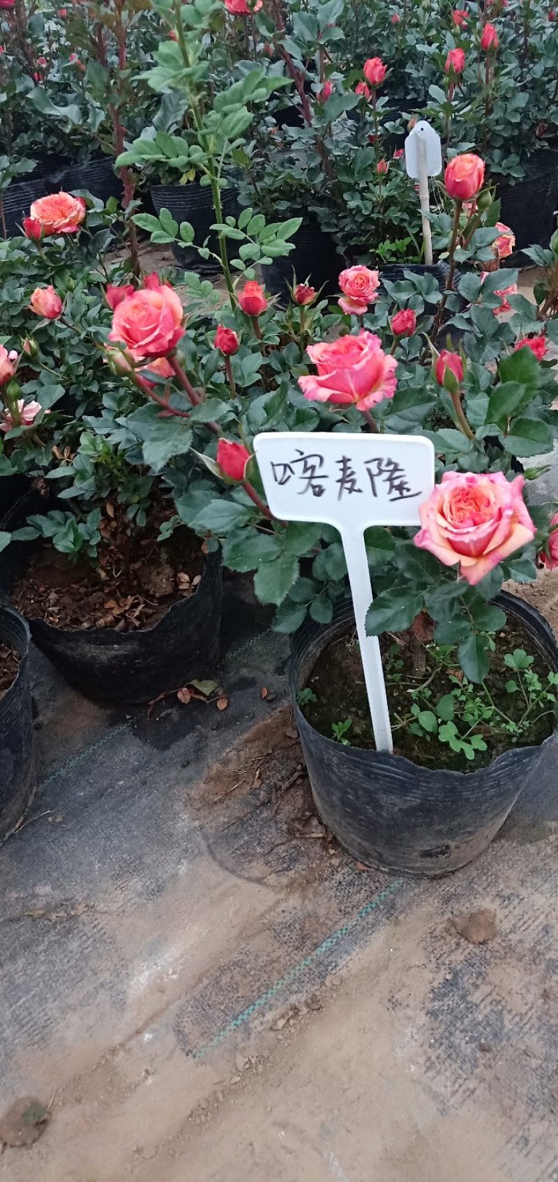 江苏沭阳精品月季国月欧月品种齐全自家苗圃庭院园林绿化