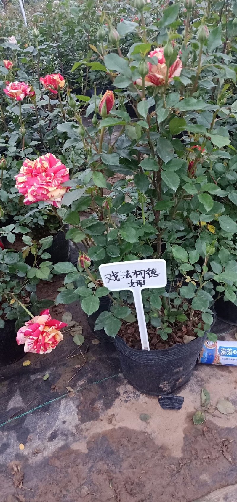 江苏沭阳精品月季国月欧月品种齐全自家苗圃庭院园林绿化