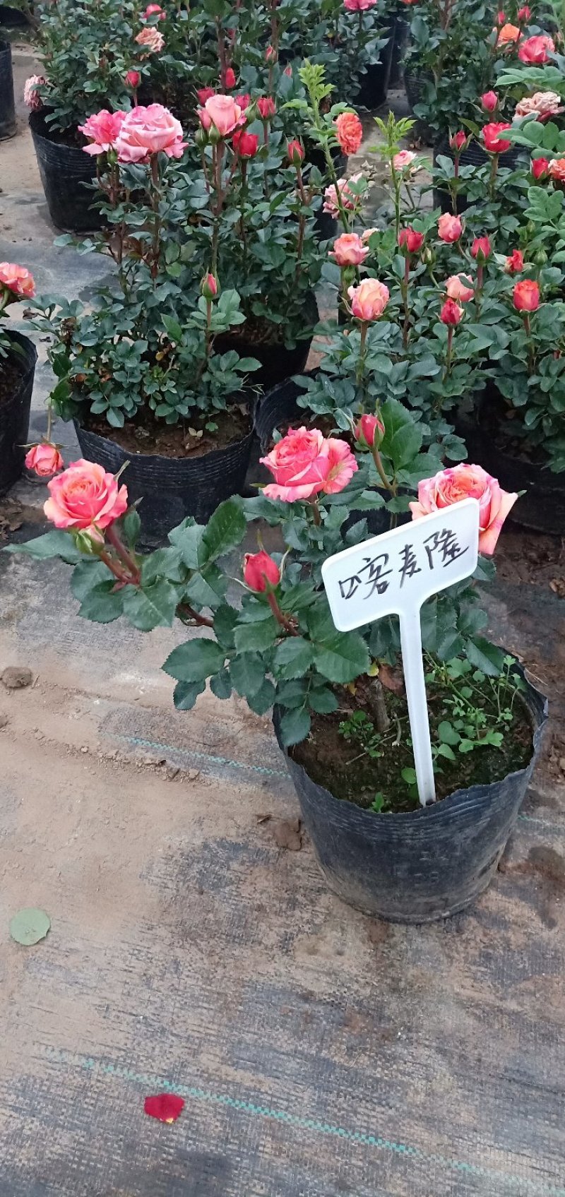 江苏沭阳精品月季国月欧月品种齐全自家苗圃庭院园林绿化