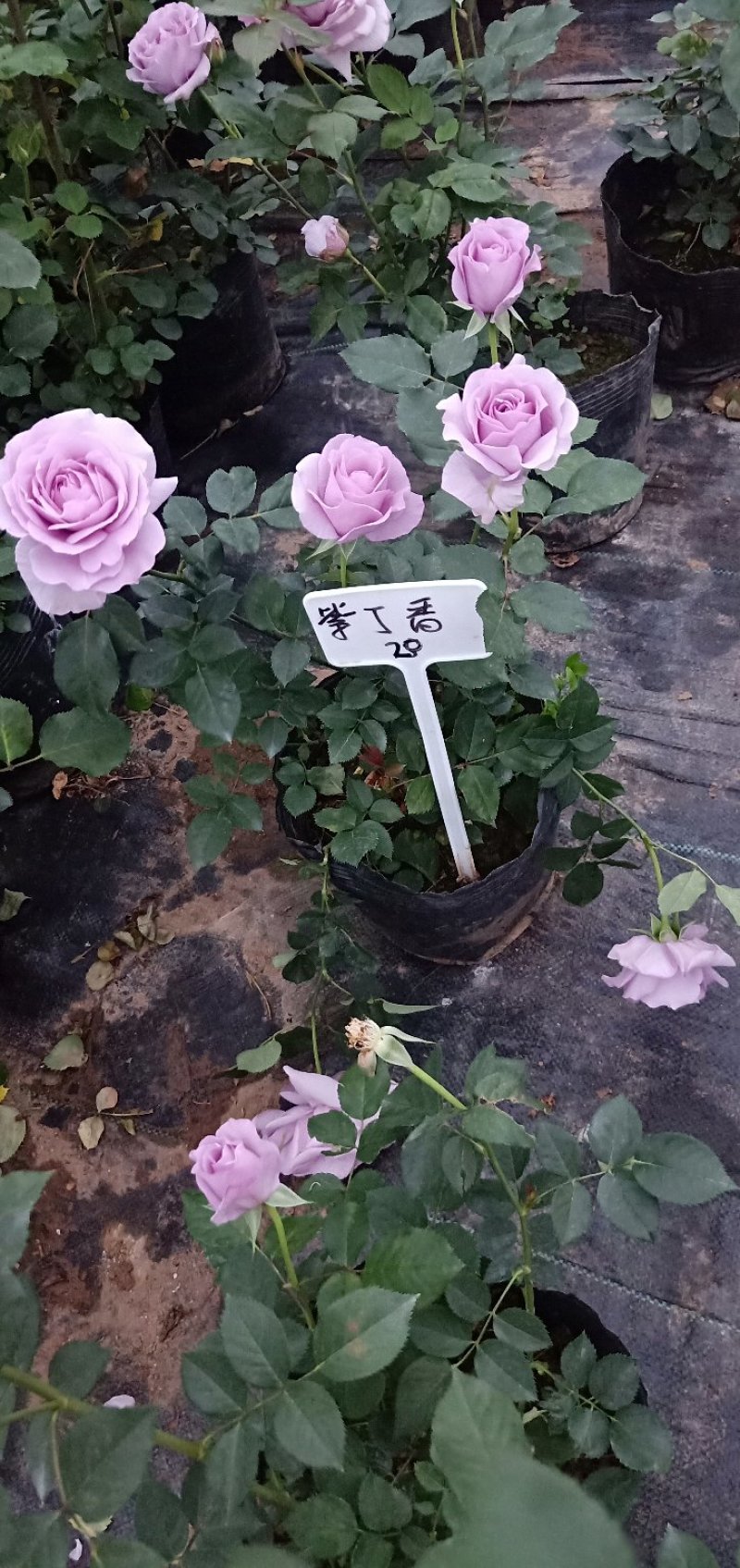 江苏沭阳精品月季国月欧月品种齐全自家苗圃庭院园林绿化