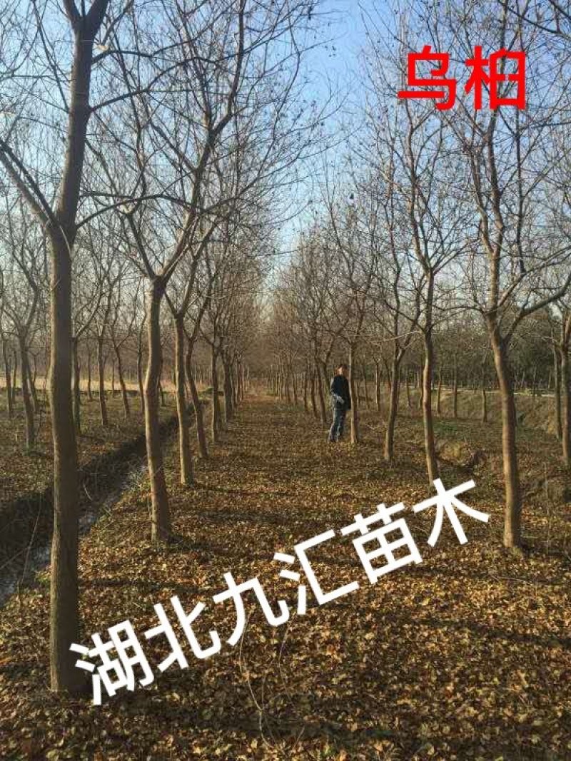 杉木绿化支撑绿化顶杆