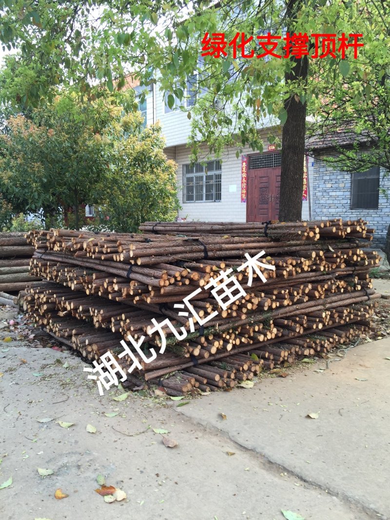 杉木绿化支撑绿化顶杆