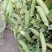 河南南阳豌豆荚饱满、无斑，量大从优，豌豆荚6～8厘米