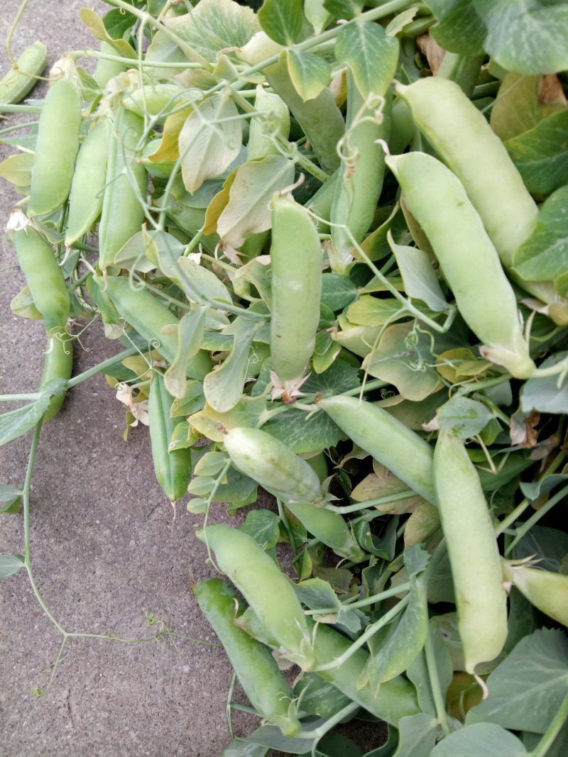 河南南阳豌豆荚饱满、无斑，量大从优，豌豆荚6～8厘米
