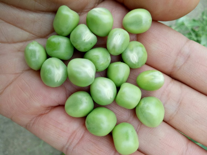 河南南阳豌豆荚饱满、无斑，量大从优，豌豆荚6～8厘米