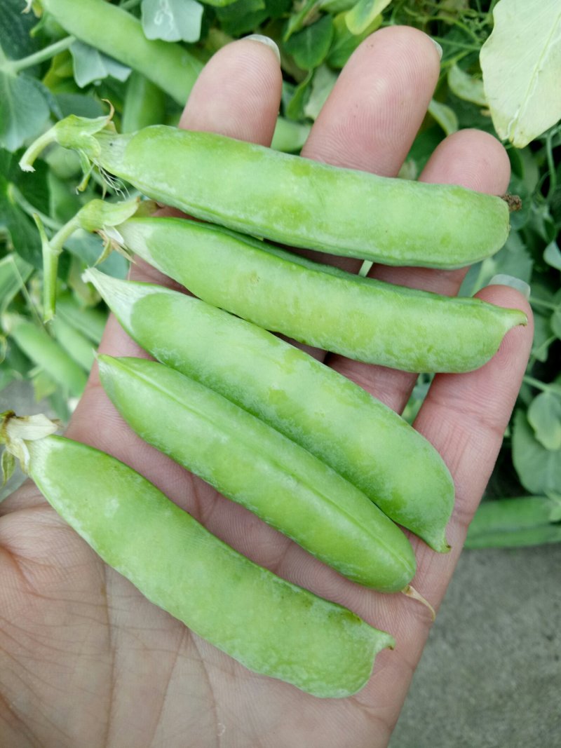 河南南阳豌豆荚饱满、无斑，量大从优，豌豆荚6～8厘米