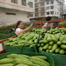 苦瓜珍珠苦瓜大量上市中货好新鲜口感好量大