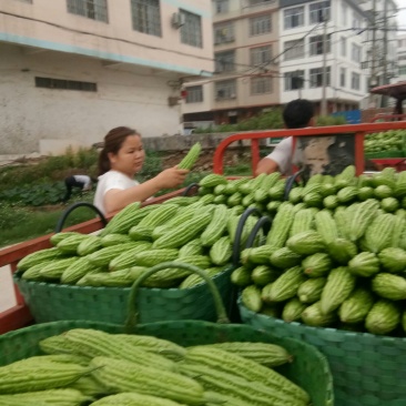 苦瓜珍珠苦瓜大量上市中货好新鲜口感好量大