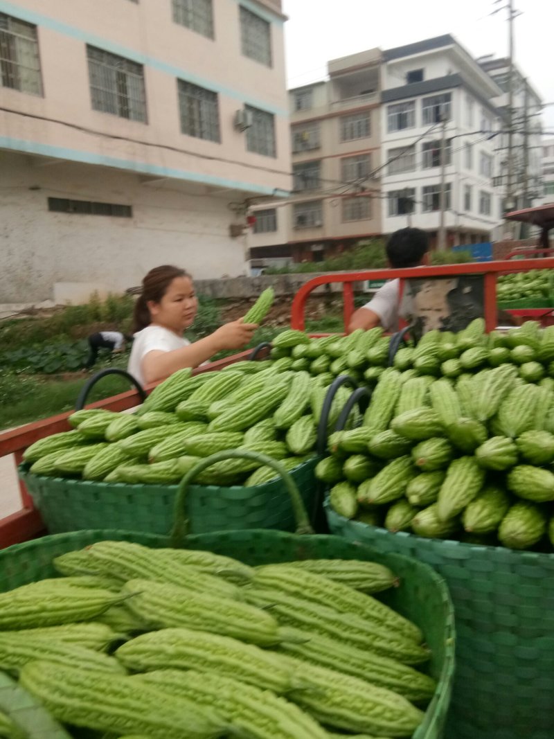 苦瓜珍珠苦瓜大量上市中货好新鲜口感好量大