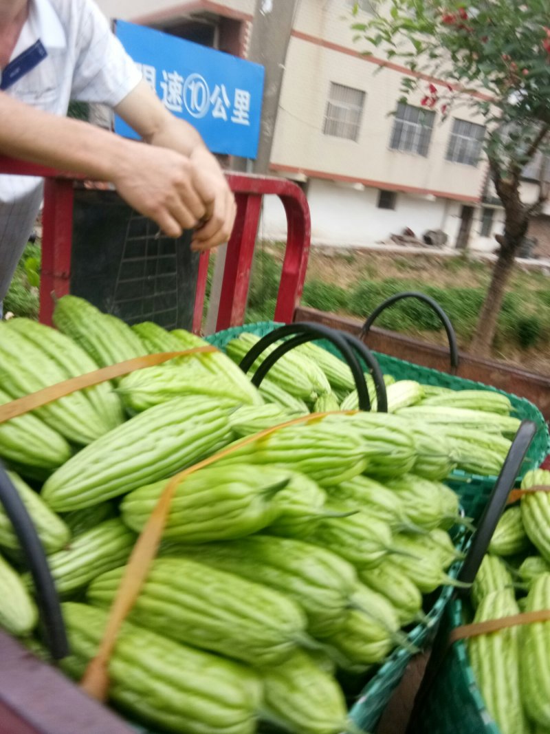 苦瓜珍珠苦瓜大量上市中货好新鲜口感好量大