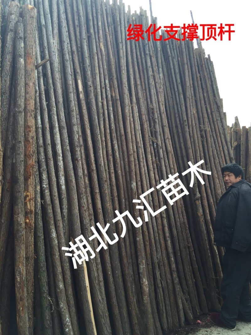 杉木绿化顶杆绿化支撑木棒