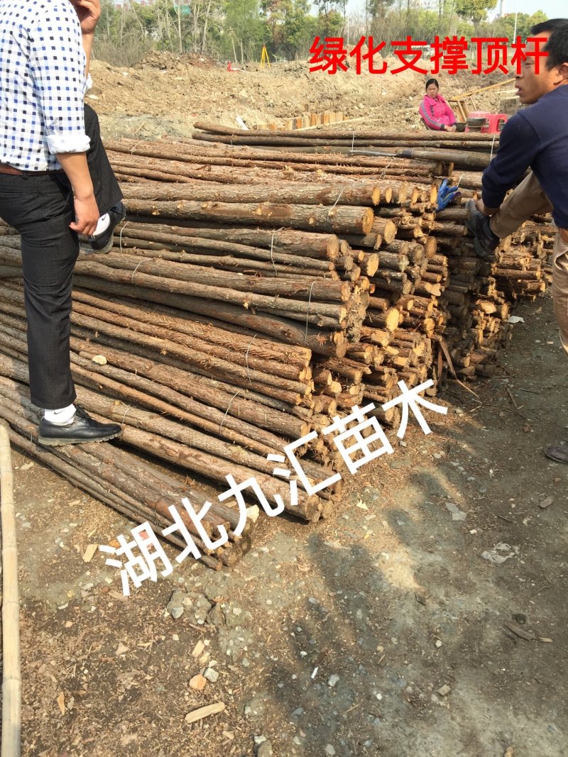 杉木绿化顶杆绿化支撑木棒