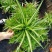薄荷