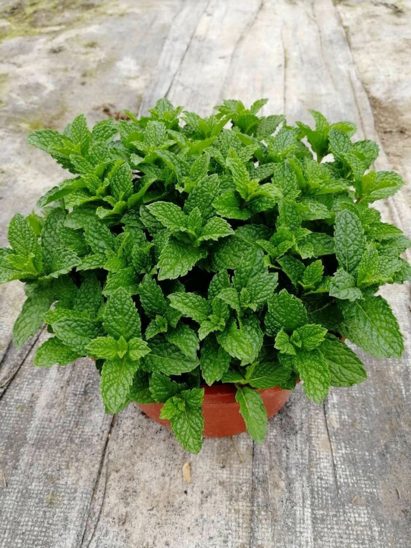 薄荷