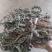 车前草