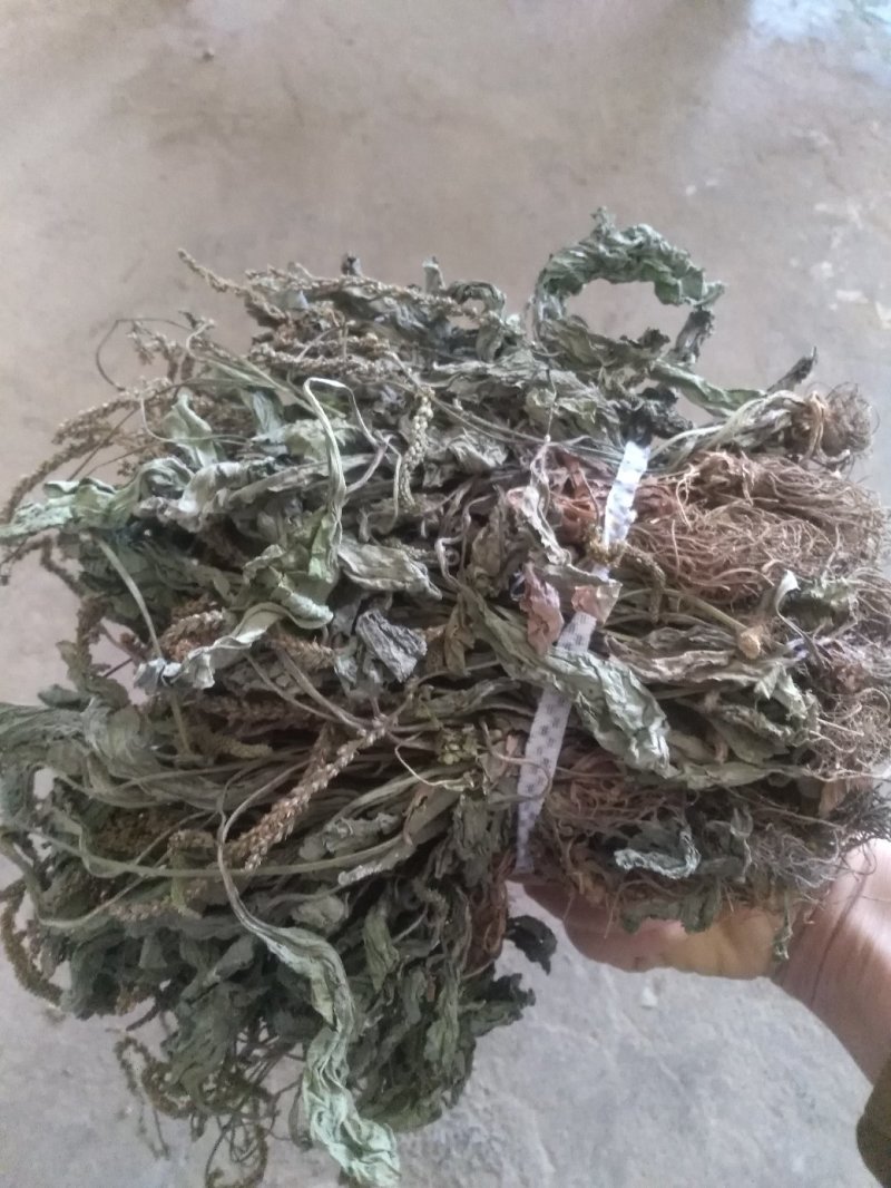 车前草