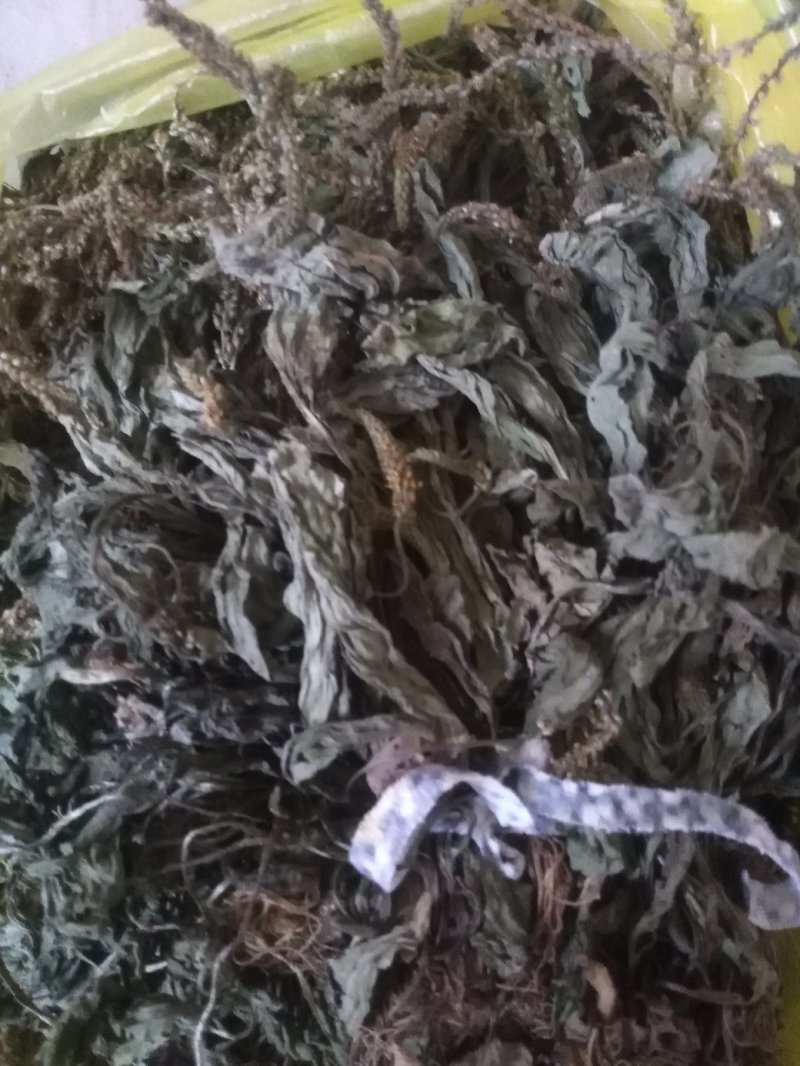 车前草