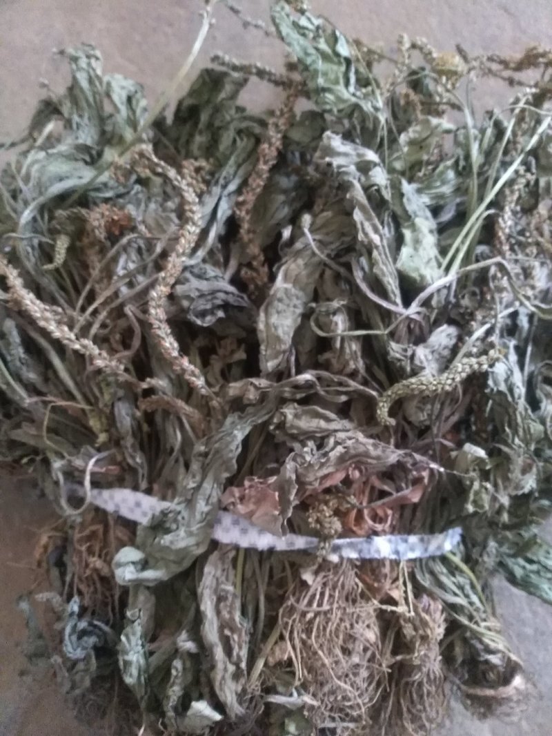 车前草