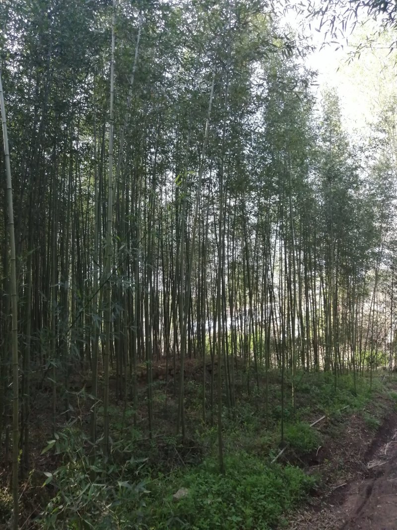 刚竹土球苗1公分至5公分海量供应，产地直销，全国发货