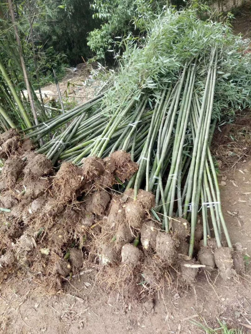 刚竹土球苗1公分至5公分海量供应，产地直销，全国发货