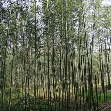 刚竹土球苗1公分至5公分海量供应，产地直销，全国发货