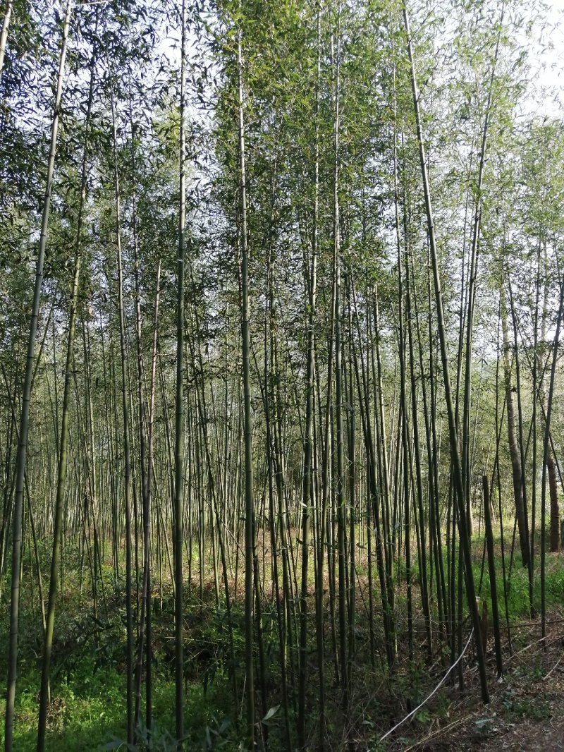 刚竹土球苗1公分至5公分海量供应，产地直销，全国发货