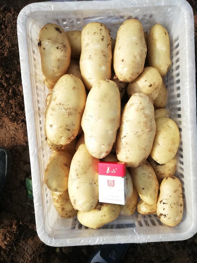 山东大棚三模荷兰十五土豆，货源充足，颜色亮黄