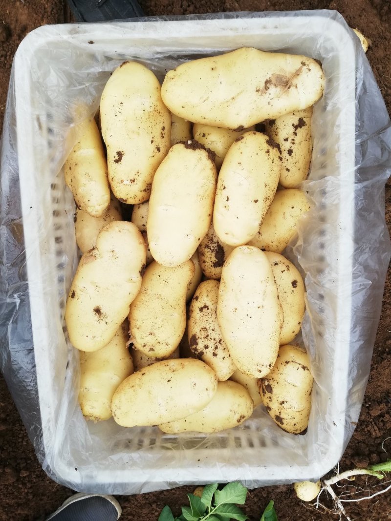 山东大棚三模荷兰十五土豆，货源充足，颜色亮黄