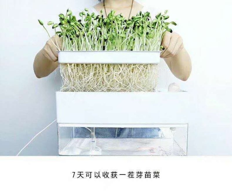 鱼菜共生