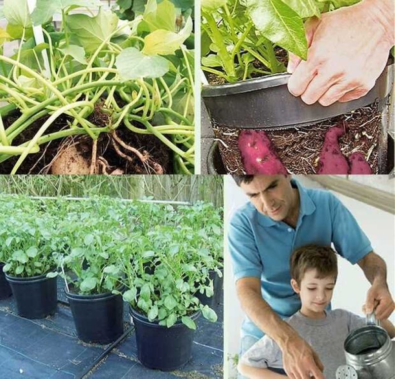 土豆地瓜萝卜种植盆