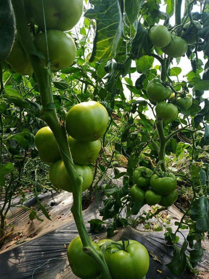 西红柿苗大红硬粉普罗旺斯草莓西红柿各色柿子