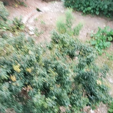 灵山荔枝成长中