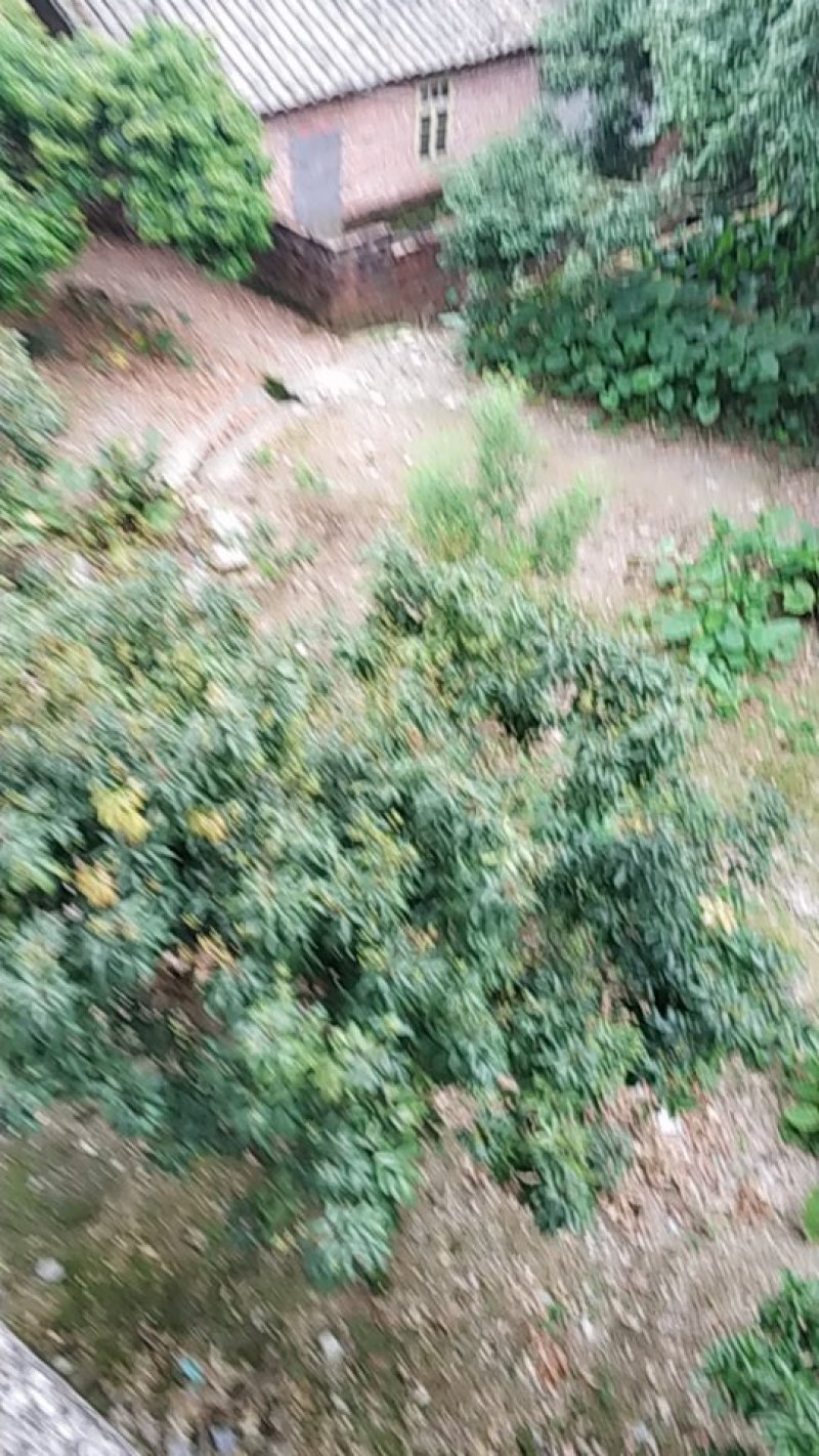 灵山荔枝成长中