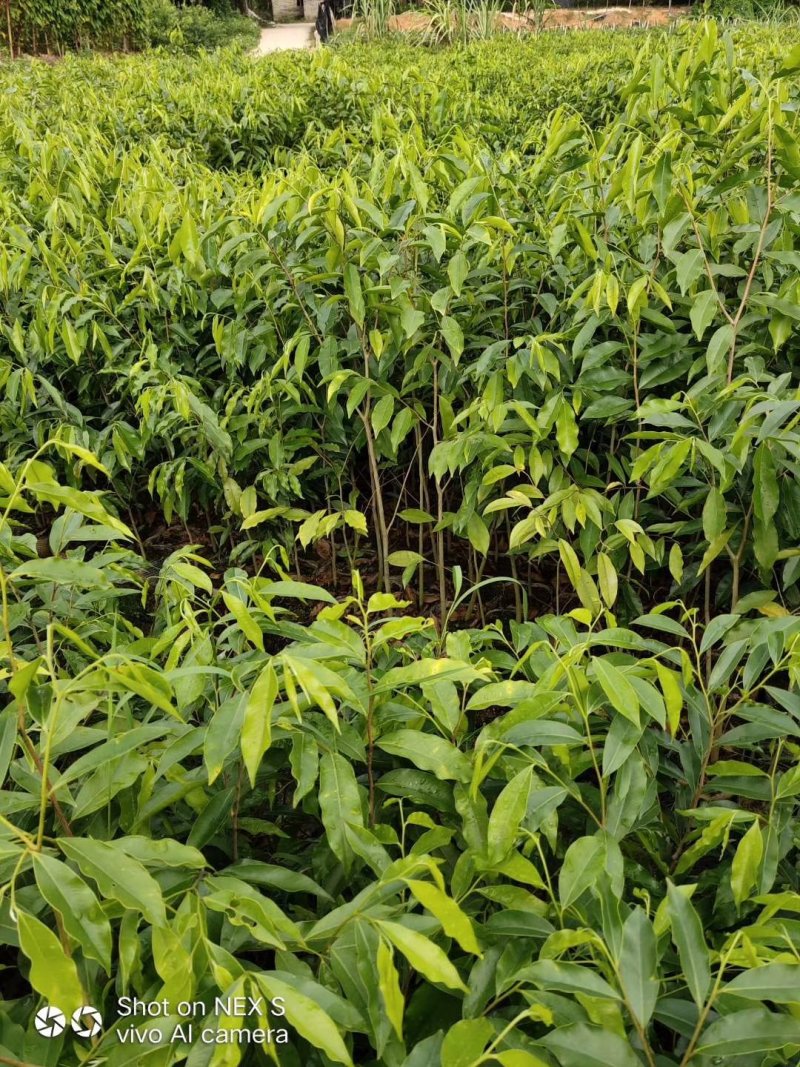 沉香苗红泥大杯小杯都有