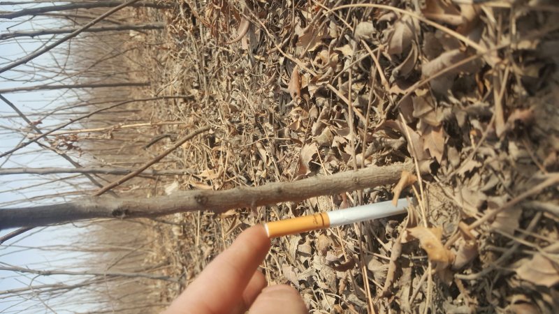 甘肃文冠果一年苗产地直供，根系发达，苗系健壮，